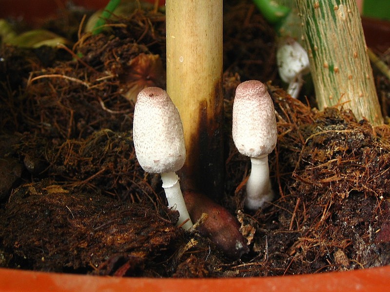 Leucocoprinus ianthinus (door Martijn Oud)