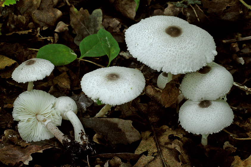 Leucocoprinus brebissonii (door Henk Huijser)