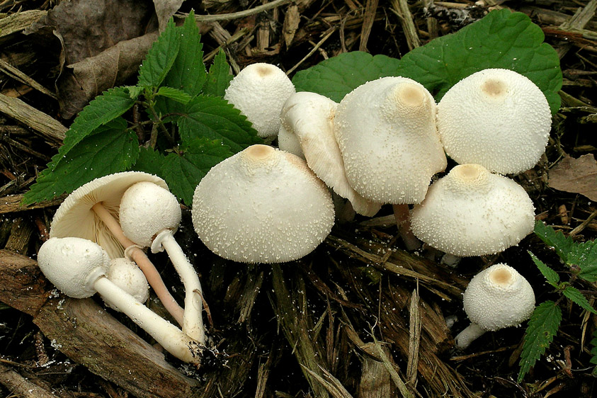 Leucocoprinus cepistipes (door Henk Huijser)