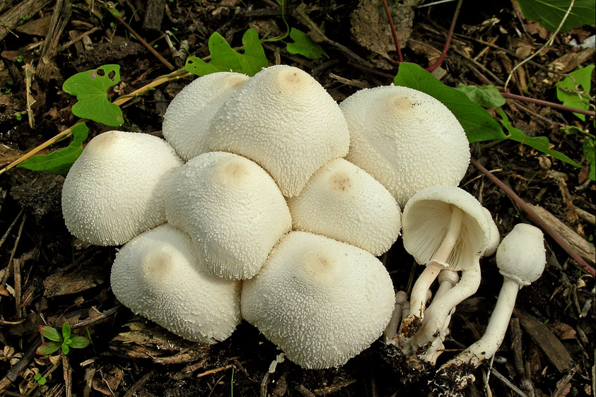 Leucocoprinus cepistipes (door Henk Huijser)