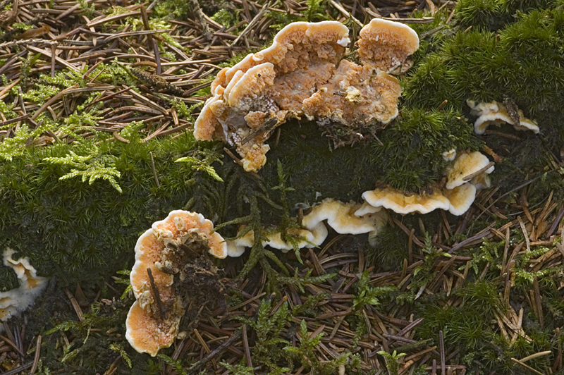 Leucogyrophana mollusca (door Nico Dam)