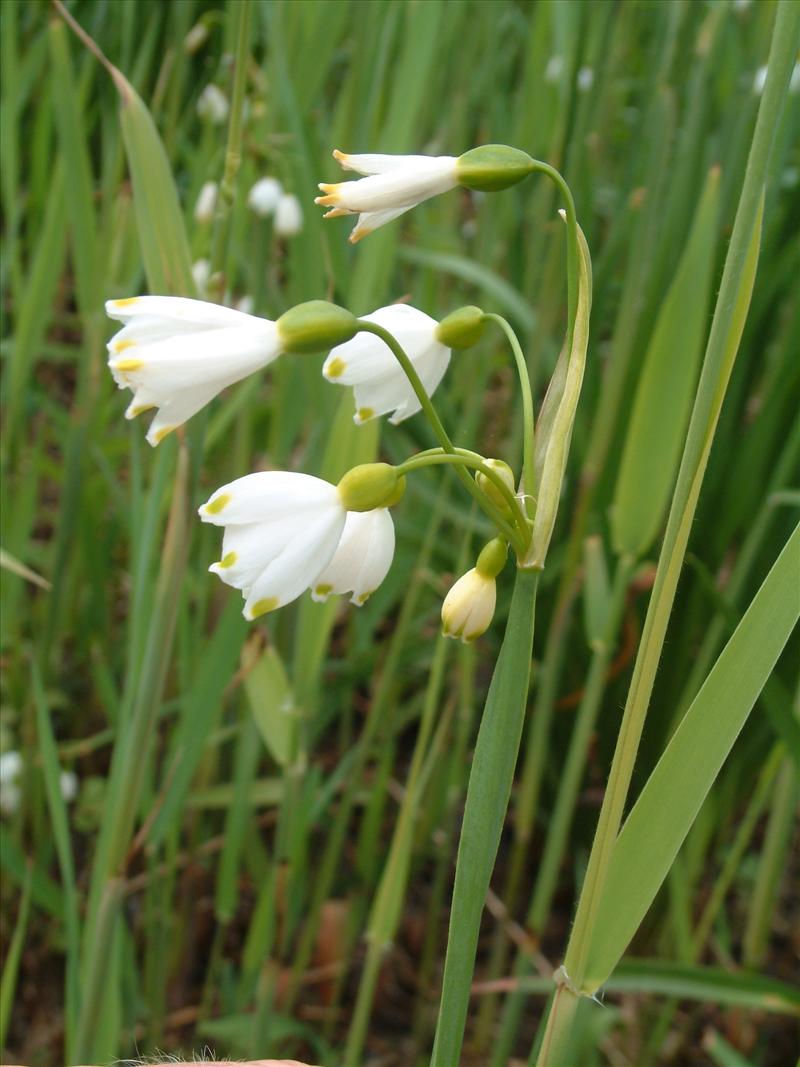 Leucojum aestivum (door Adrie van Heerden)