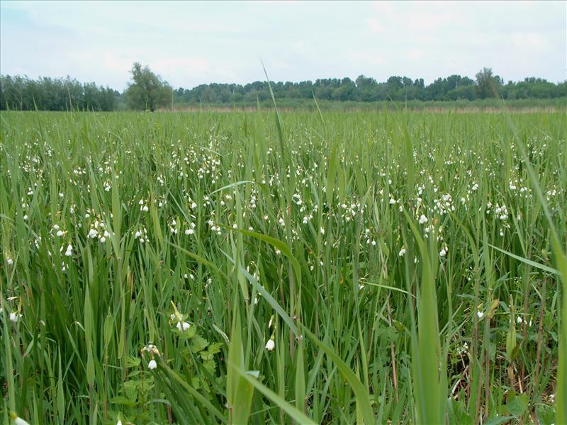 Leucojum aestivum (door Adrie van Heerden)