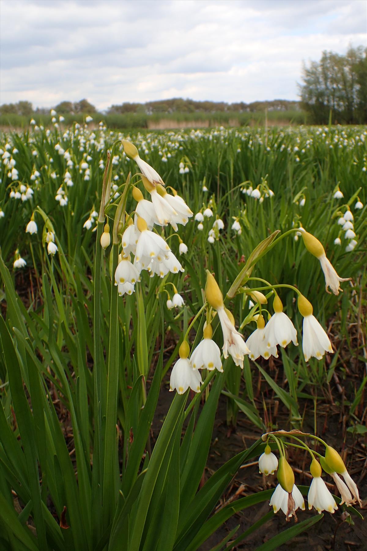 Leucojum aestivum (door Adrie van Heerden)