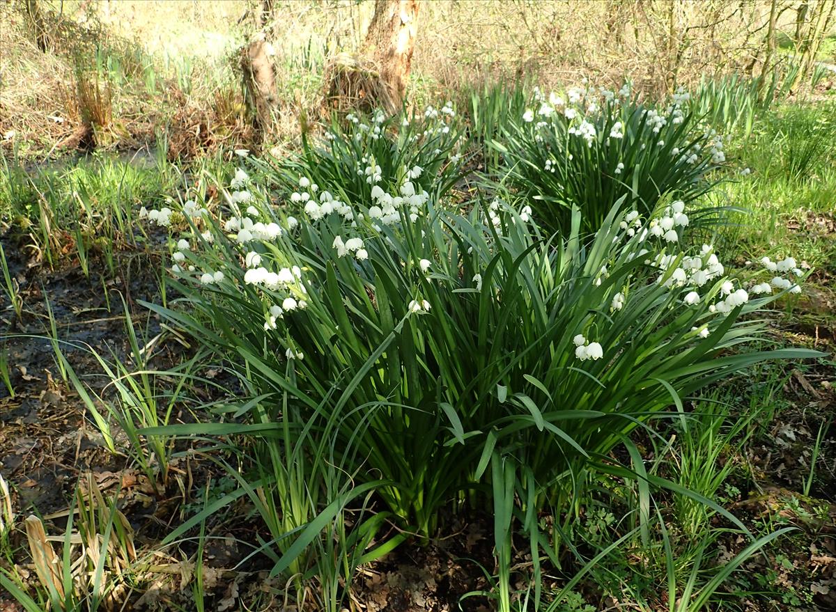 Leucojum aestivum (door Adrie van Heerden)