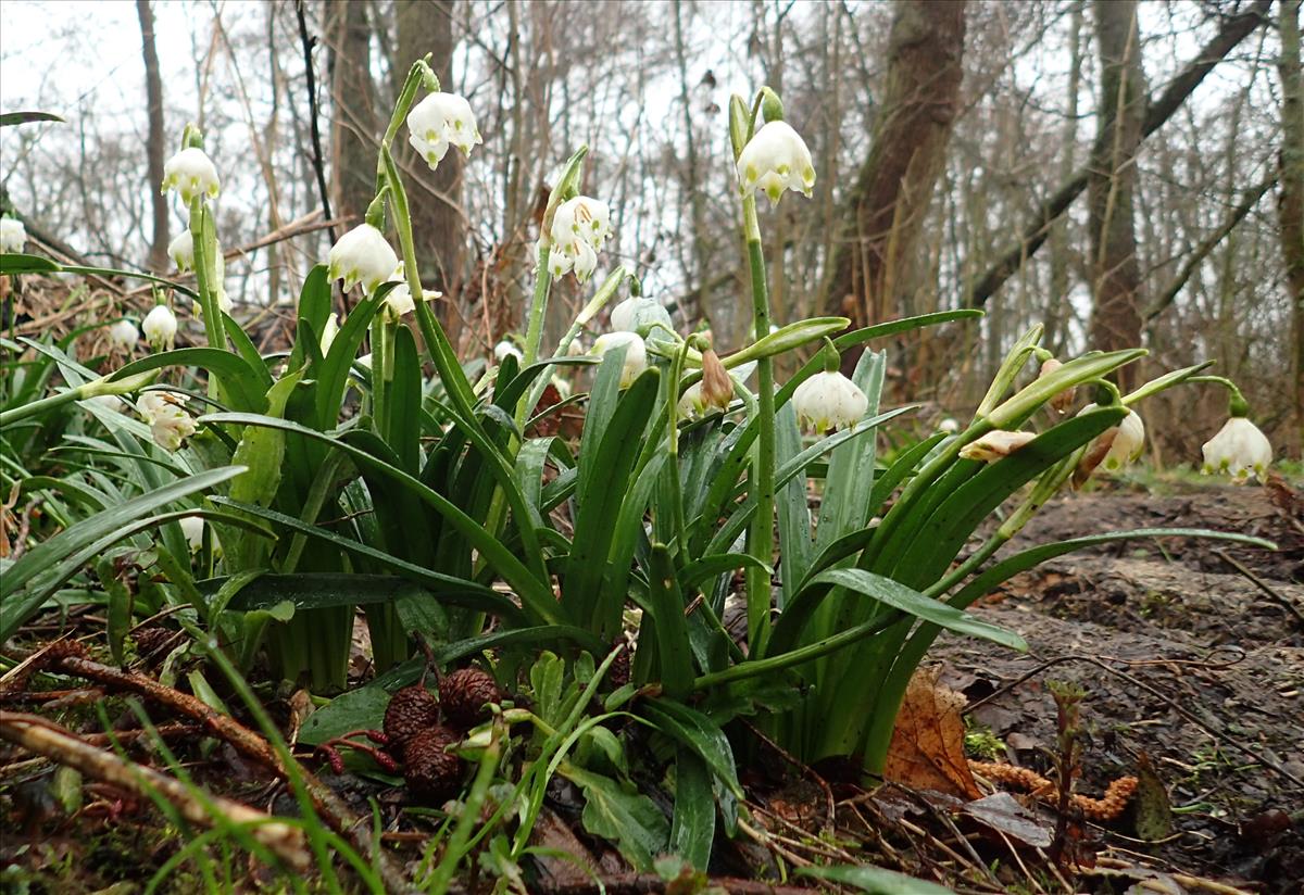 Leucojum vernum (door Adrie van Heerden)