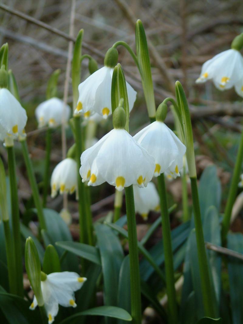 Leucojum vernum (door Adrie van Heerden)