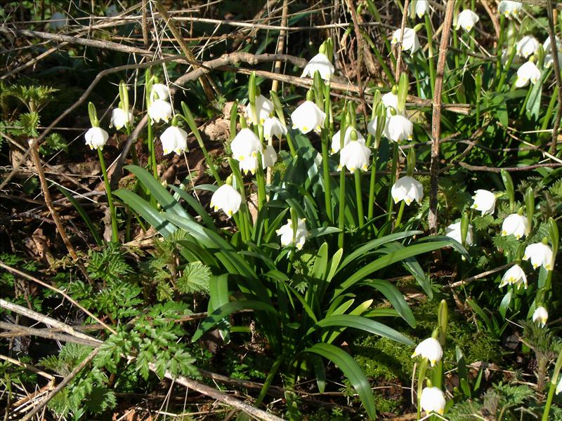 Leucojum vernum (door Adrie van Heerden)