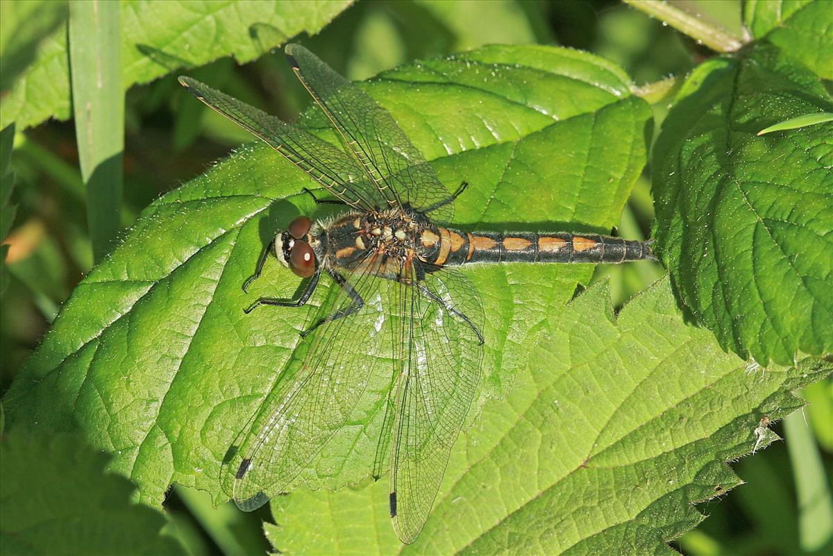Leucorrhinia rubicunda (door Jan Kersten)