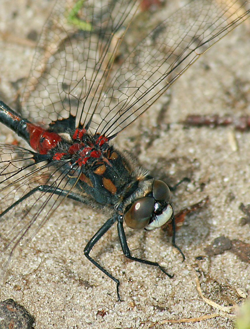 Leucorrhinia rubicunda (door Jan Kersten)