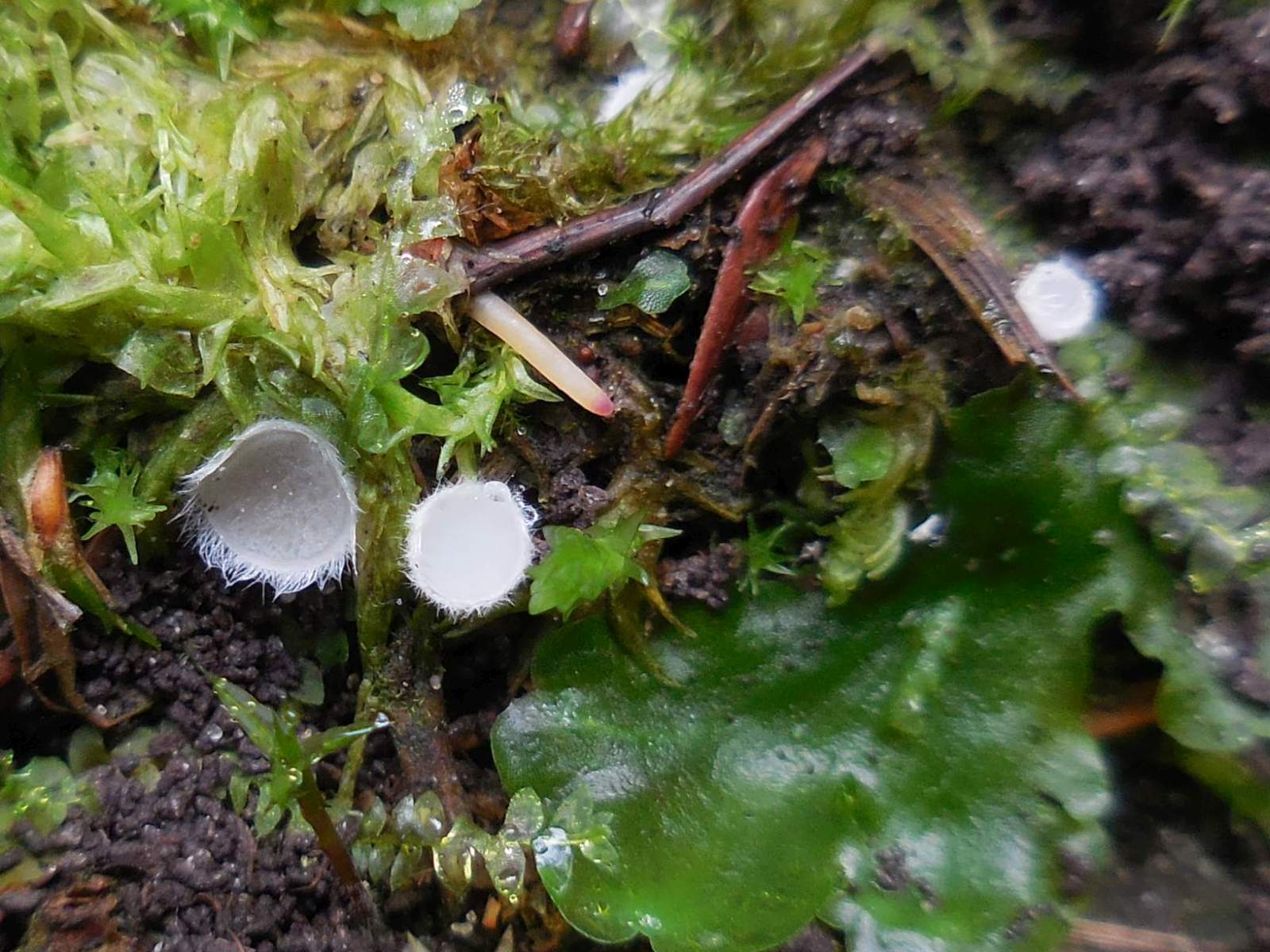 Leucoscypha leucotricha (door Marian Jagers)