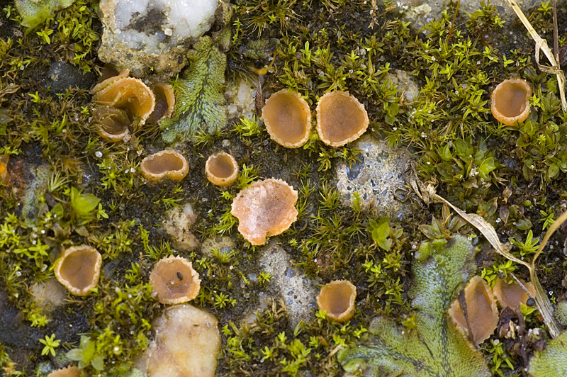 Leucoscypha patavina (door Nico Dam)