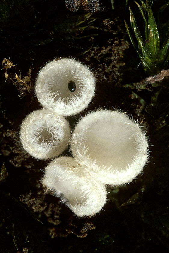 Leucoscypha leucotricha (door Henk Huijser)