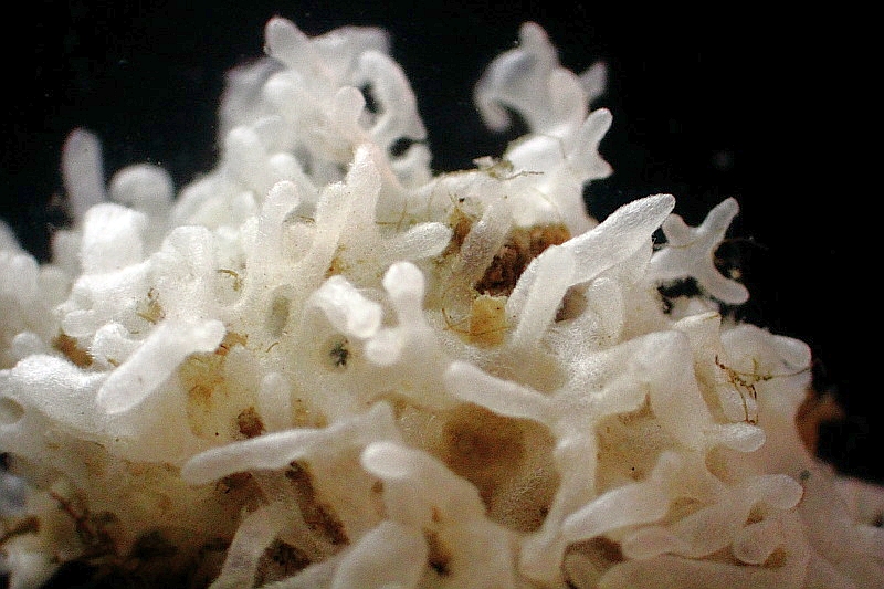 Leucosolenia somesii (door Floris Bennema)
