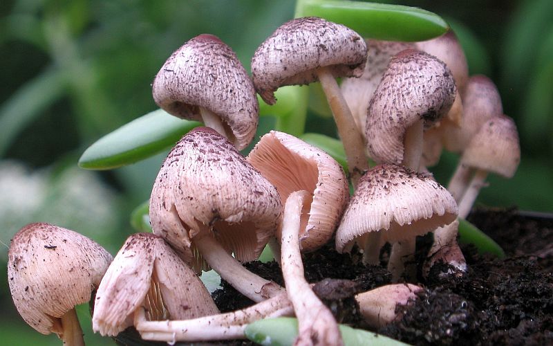 Leucocoprinus ianthinus (door Lucien Noens)