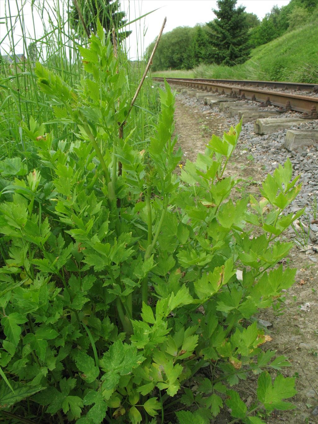 Levisticum officinale (door Rutger Barendse)