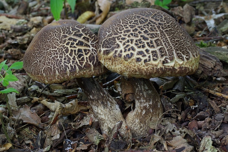 Leccinum pseudoscabrum (door Gio van Bernebeek)