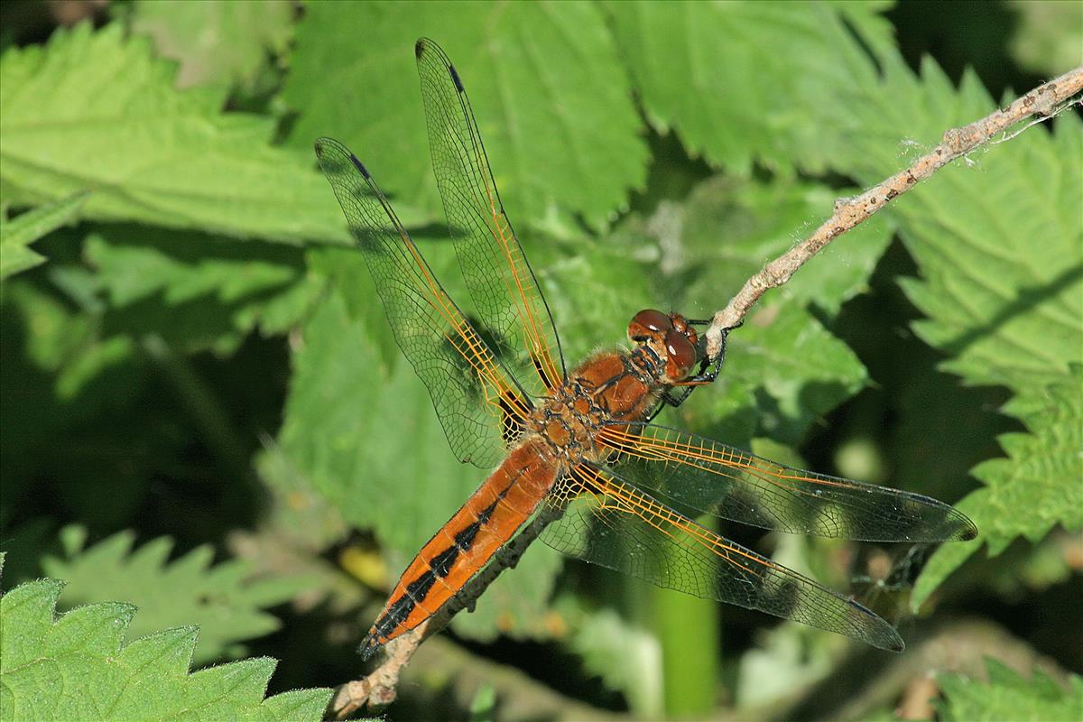 Libellula fulva (door Jan Kersten)