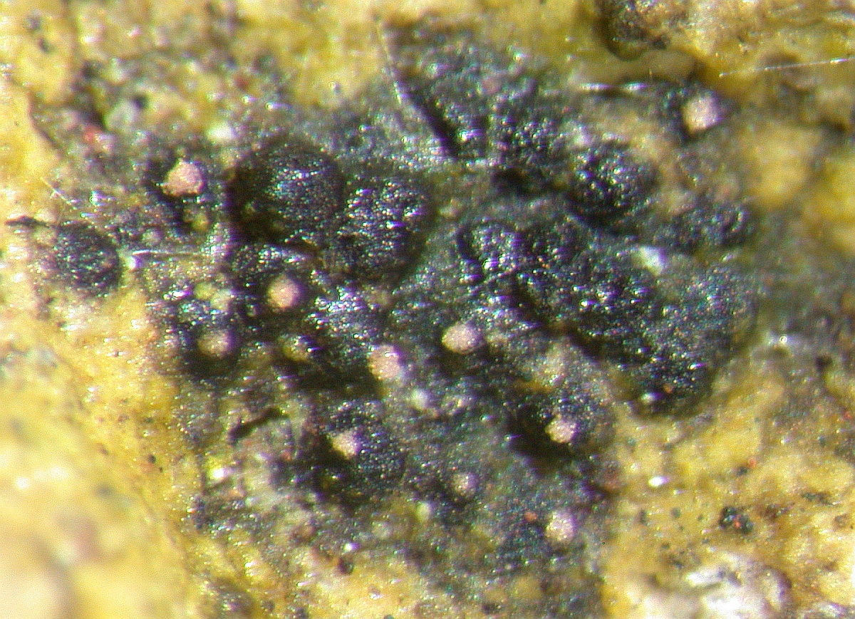 Lichenochora coarctatae (door André Aptroot)