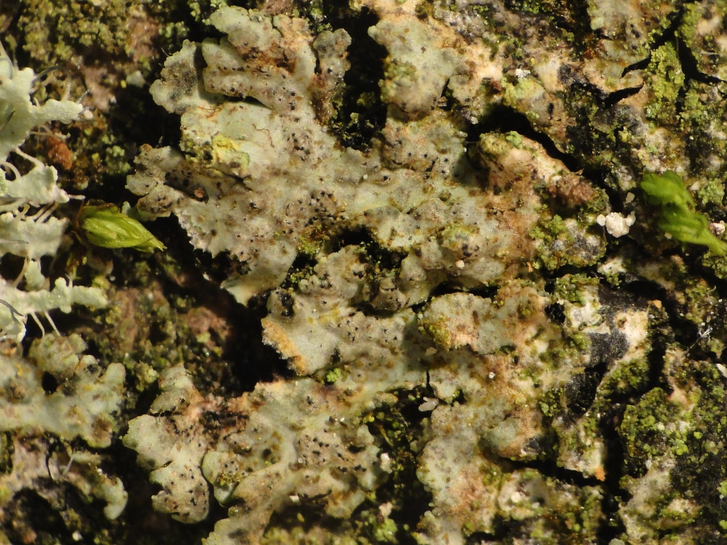 Lichenochora obscuroides (door Henk-Jan van der Kolk)