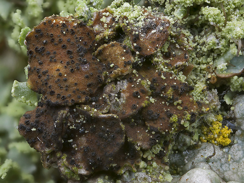 Lichenoconium xanthoriae (door Bart Horvers)