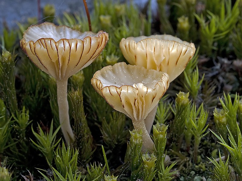 Lichenomphalia hudsoniana (door Bart Horvers)