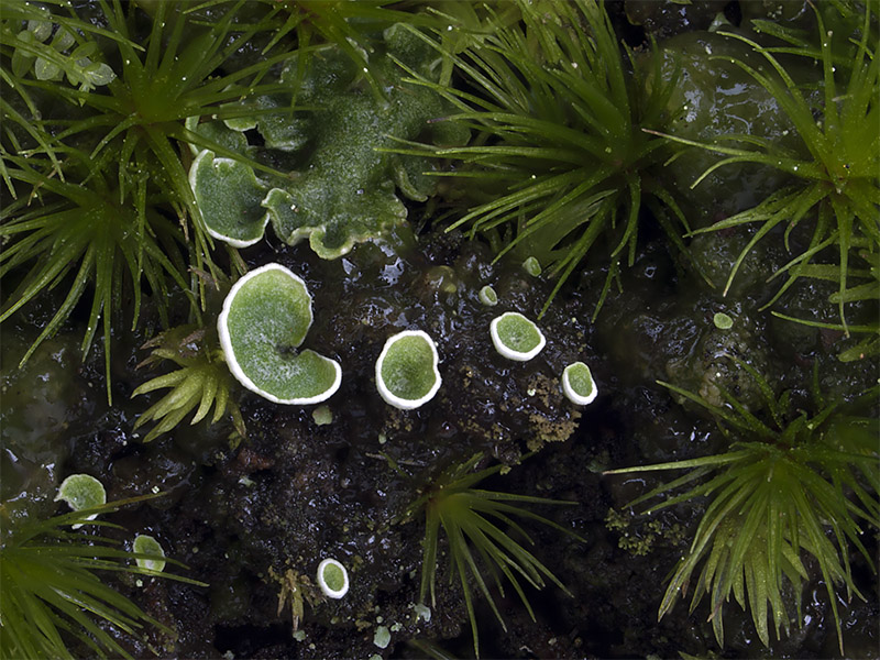 Lichenomphalia hudsoniana (door Bart Horvers)