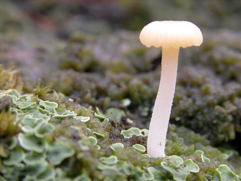 Lichenomphalia hudsoniana (door Bart Heyne)