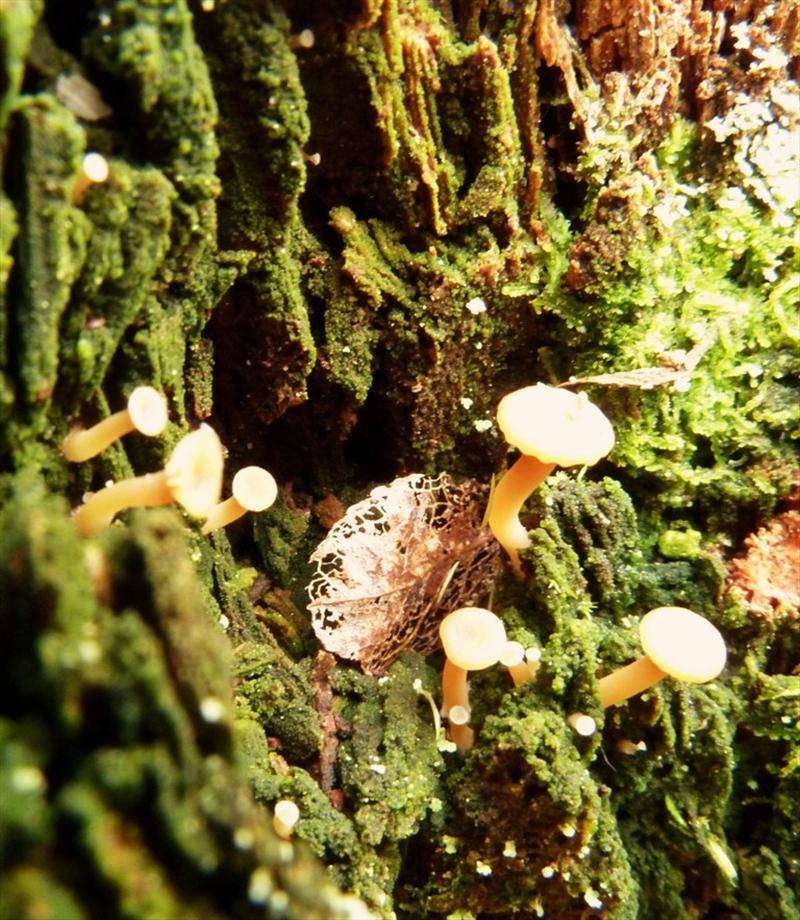 Lichenomphalia umbellifera (door Klaas van Dort)