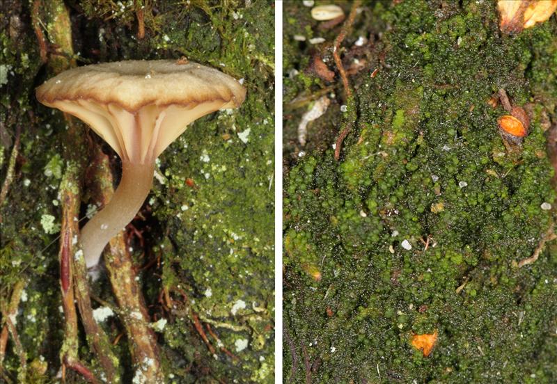 Lichenomphalia umbellifera (door Norbert Stapper)