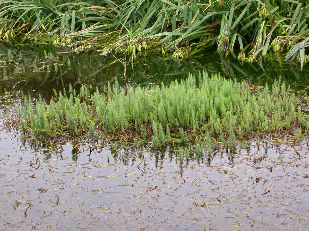 Hippuris vulgaris (door Peter Meininger)