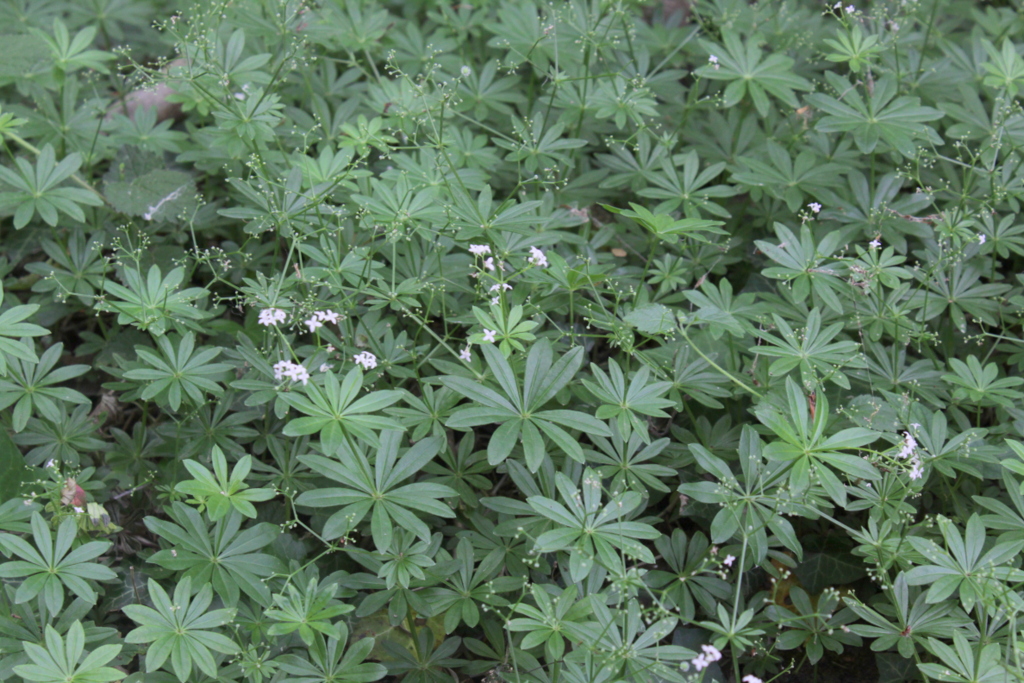 Galium odoratum (door Peter Meininger)