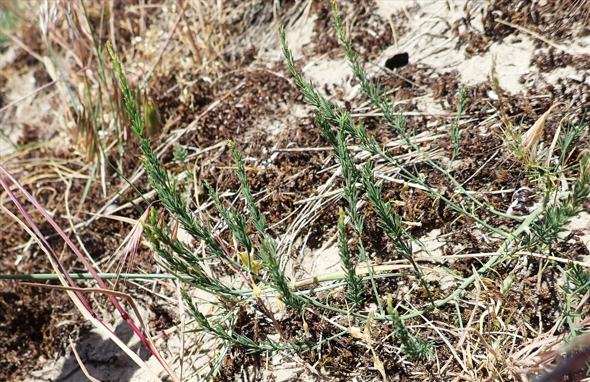 Asparagus officinalis subsp. prostratus (door Tim van de Vondervoort)