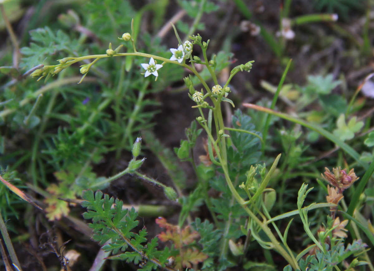 Thesium humifusum (door Peter Meininger)