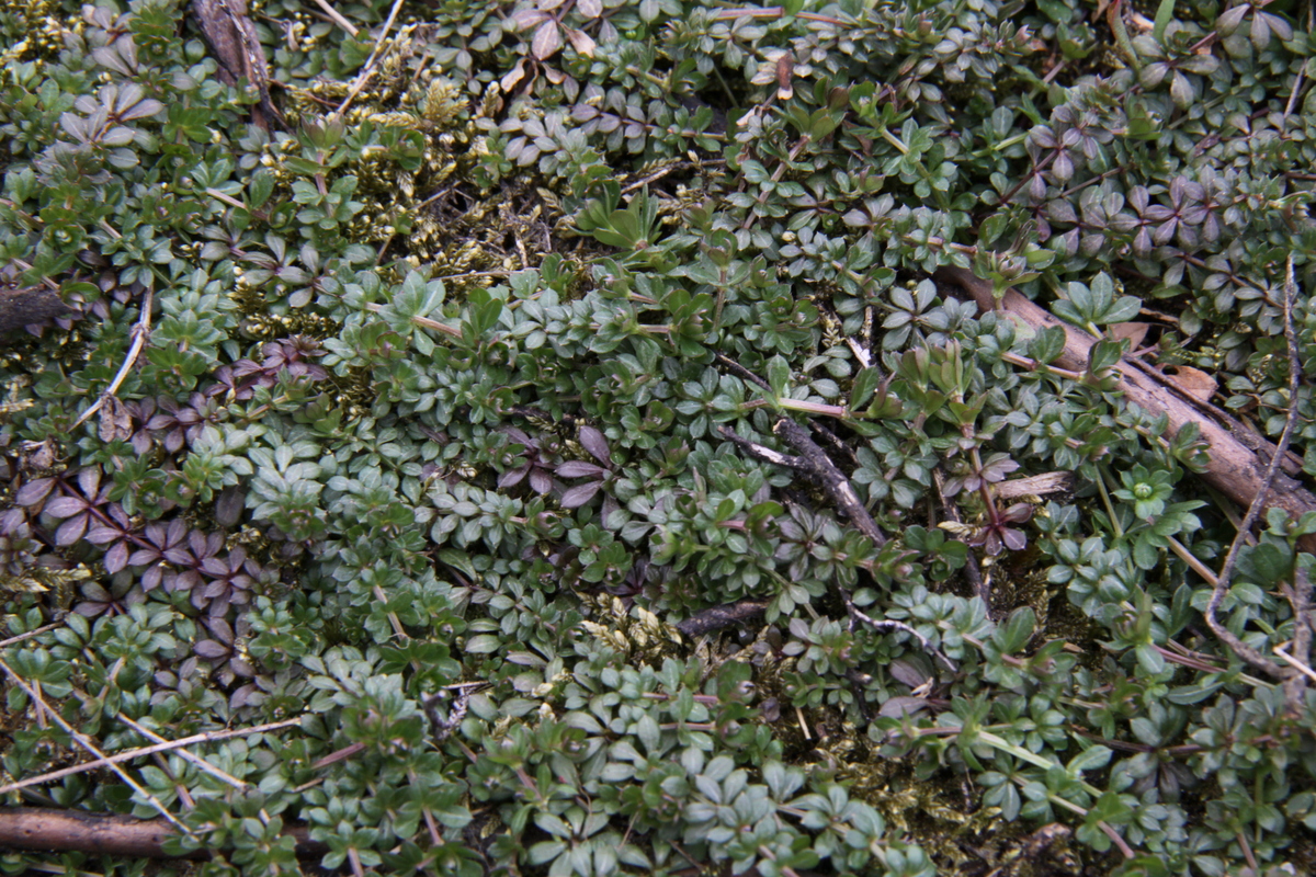 Galium saxatile (door Peter Meininger)