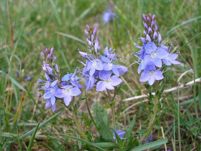 Veronica prostrata (door Piet Bremer )