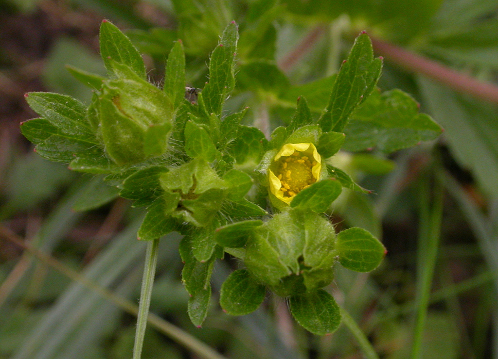 Potentilla supina (door Peter Meininger)