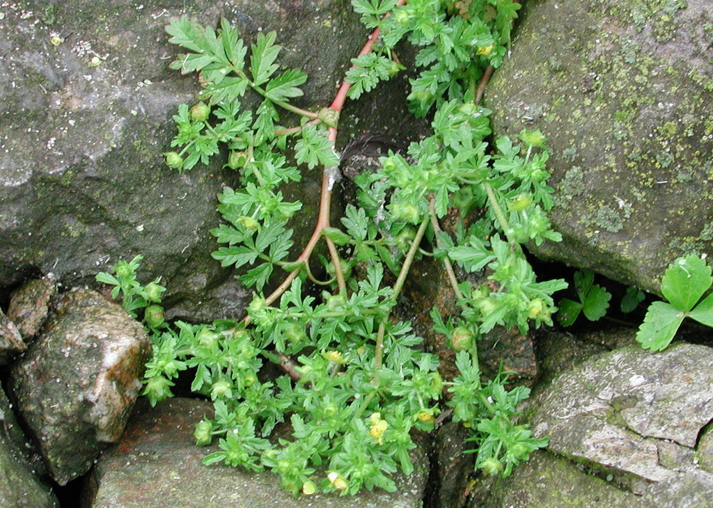 Potentilla supina (door Peter Meininger)