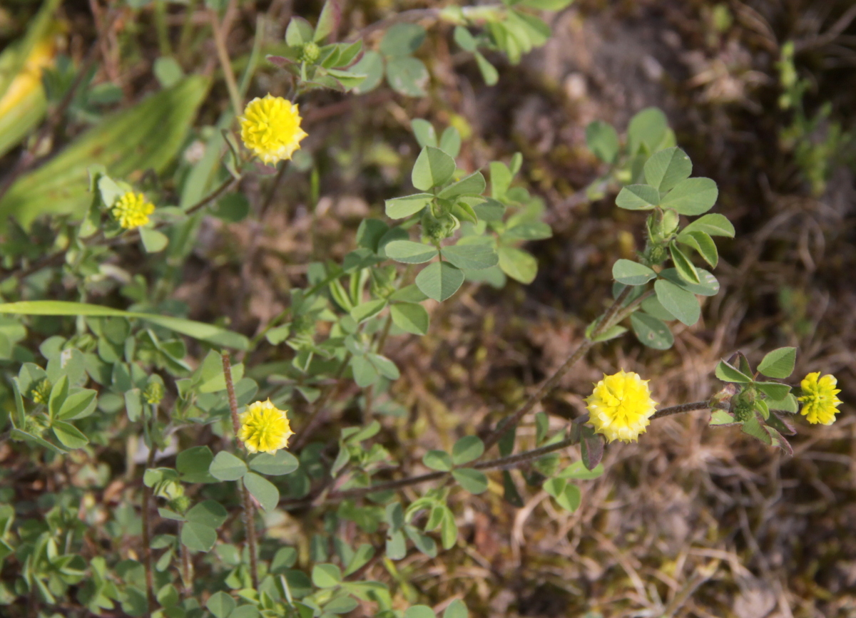 Trifolium campestre (door Peter Meininger)