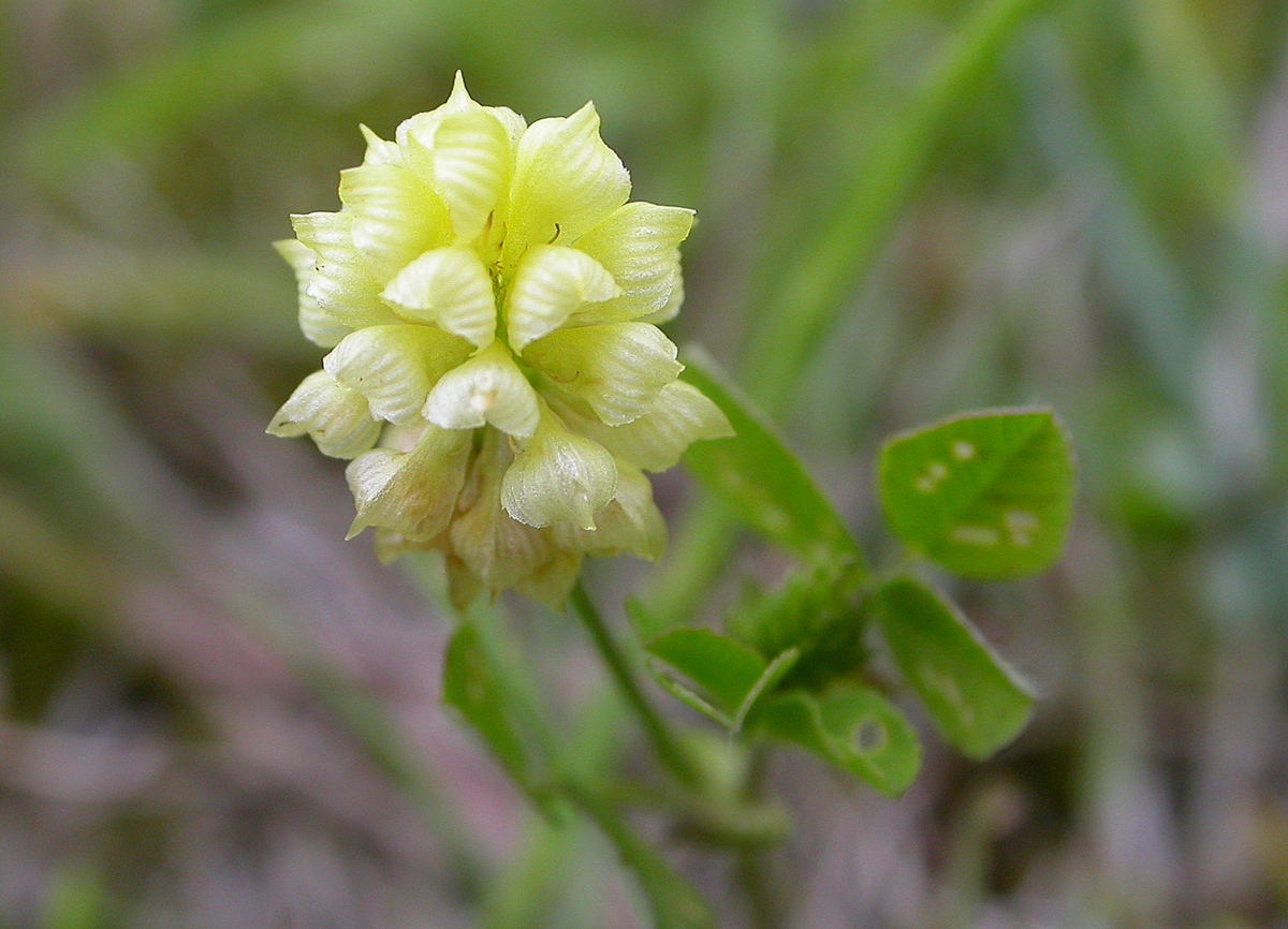 Trifolium campestre (door Peter Meininger)