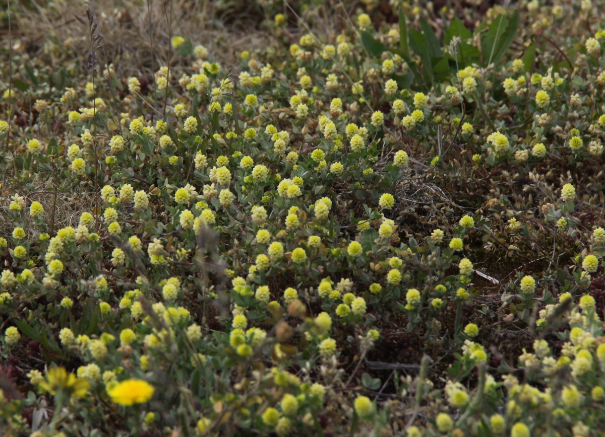 Trifolium campestre (door Peter Meininger)