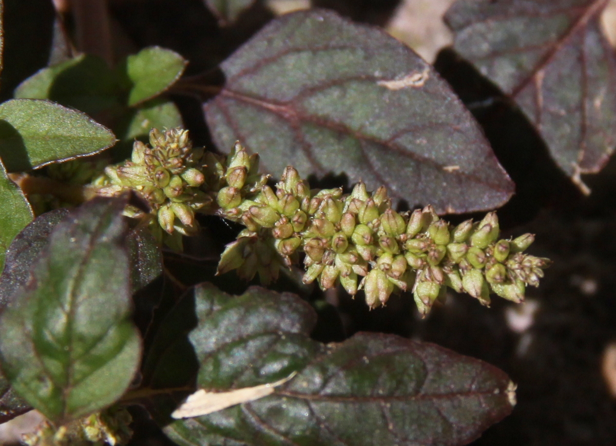 Amaranthus deflexus (door Peter Meininger)