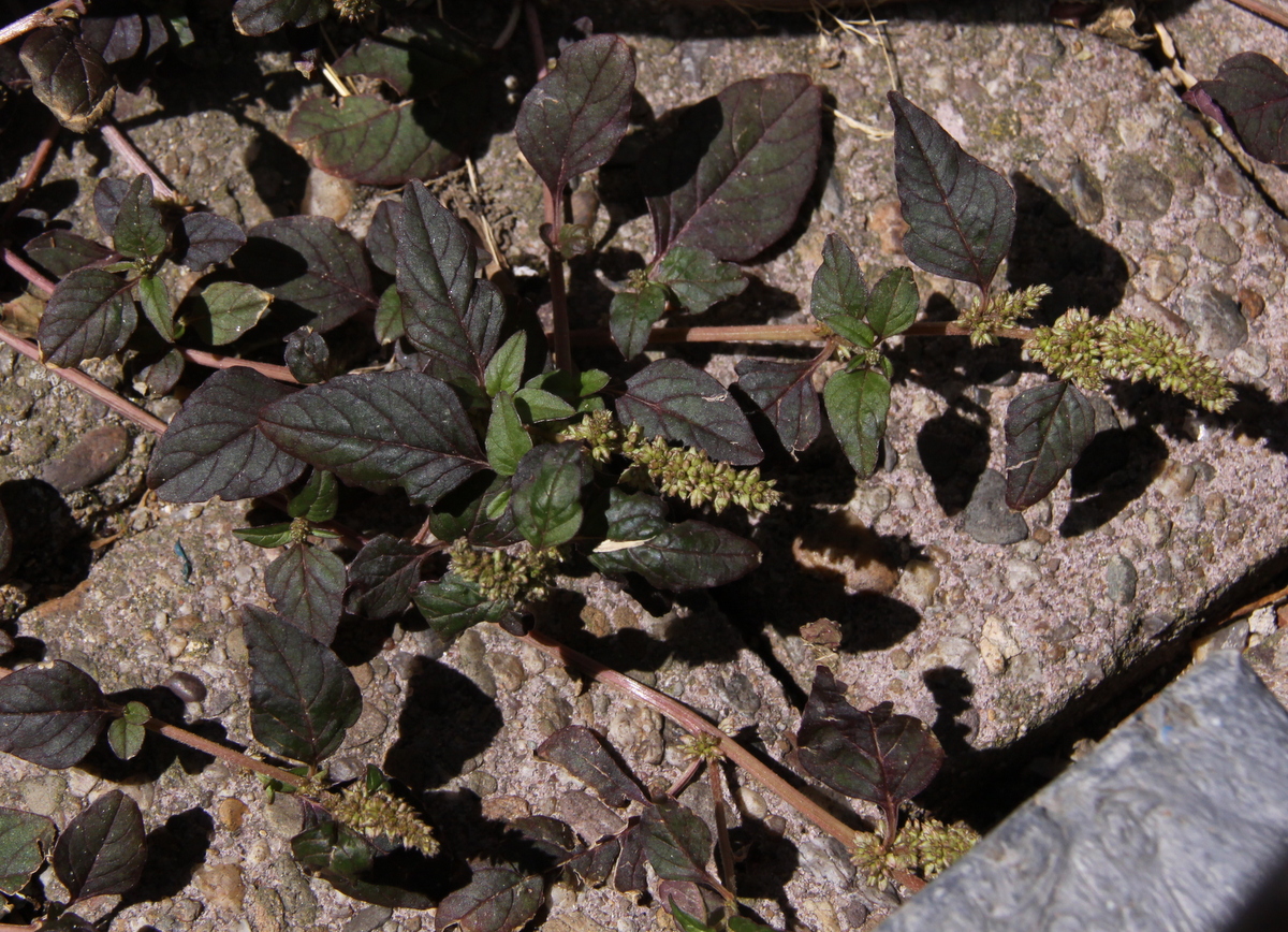 Amaranthus deflexus (door Peter Meininger)