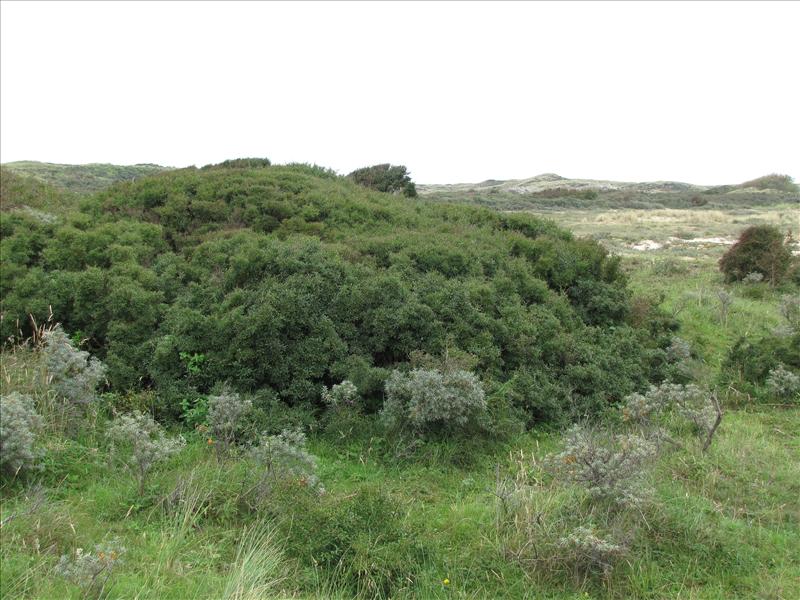 Ligustrum vulgare (door Michael Inden)