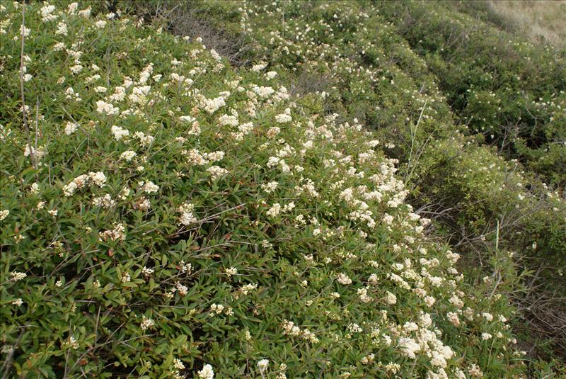 Ligustrum vulgare (door Adrie van Heerden)