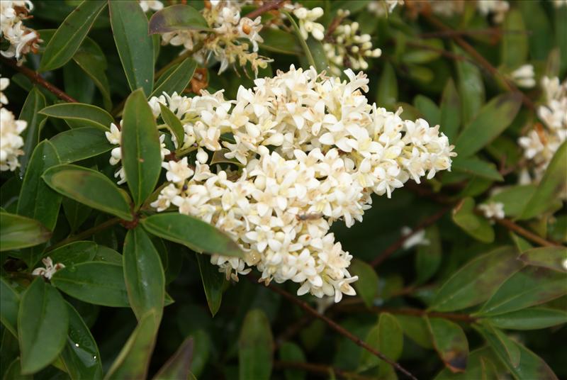 Ligustrum vulgare (door Adrie van Heerden)