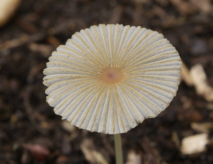 Parasola lilatincta (door L.A.)