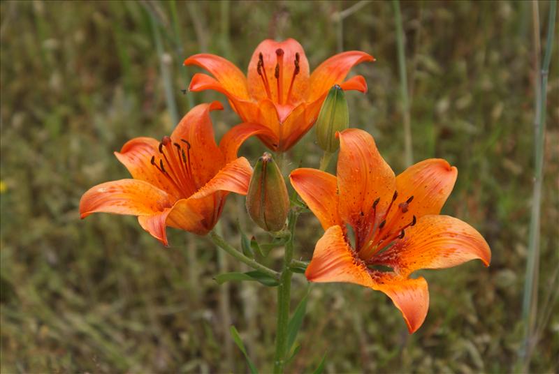 Lilium bulbiferum (door Adrie van Heerden)