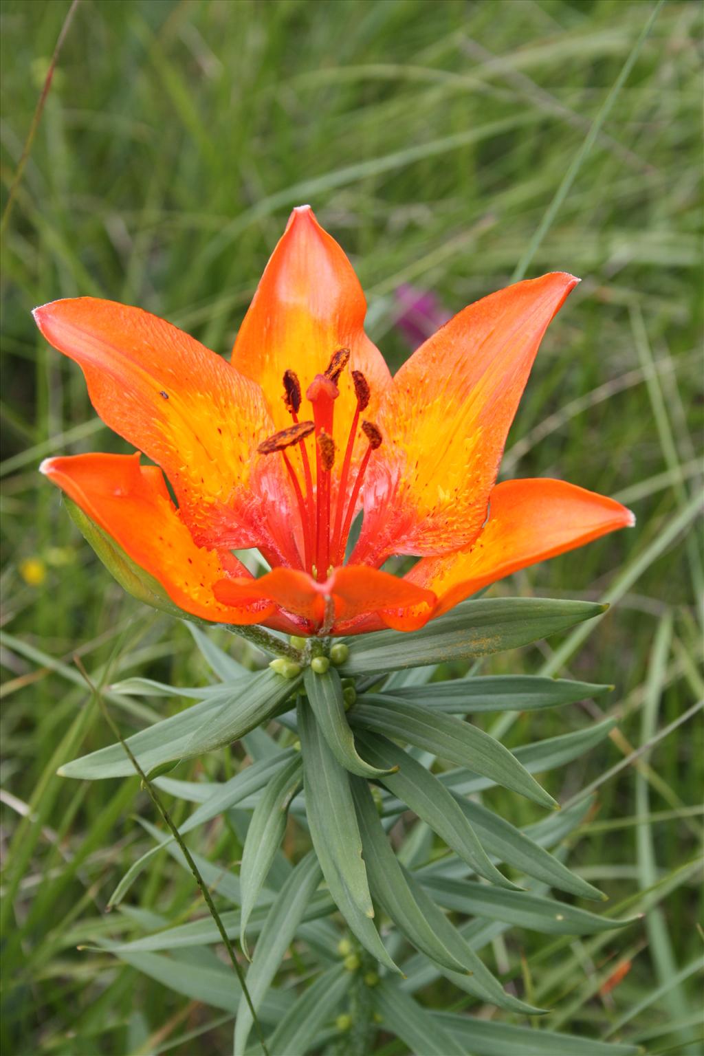 Lilium bulbiferum subsp. bulbiferum (door Fred Bos)