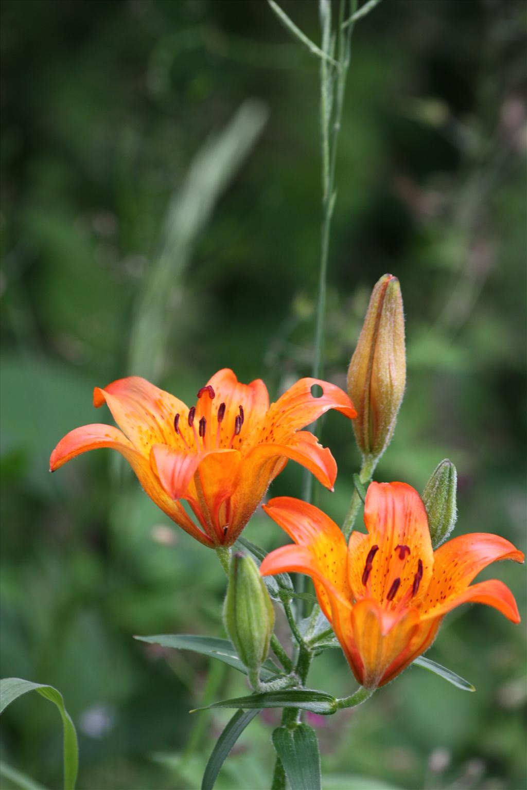 Lilium bulbiferum subsp. croceum (door Fred Bos)